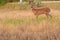 Whitetail deer fawn standing in tall grass in the spring