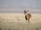 Whitetail deer on frosty morning