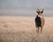 Whitetail deer on frosty morning