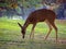 Whitetail deer grazing