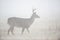 Whitetail deer in heavy fog