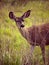 Whitetail deer hiding behind tall grass