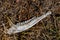 Whitetail deer jaw bone with teeth lying in the forest