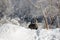 Whitetail deer looking up from behind a snow mound