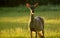 A whitetail deer looks up from grazing in a pasture.