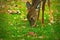 Whitetail deer odocoileus virginianus white-tailed fawn eating grass and leaves closeup