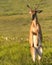 Whitetail deer ready to battle