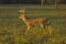 Whitetail deer running