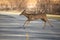 Whitetail Deer Running