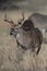 Whitetail Deer Running in Prairie