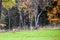 Whitetail Deer running to the edge of the woods during autumn