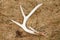 Whitetail Deer Shed Antler in Field