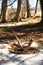 Whitetail Deer Shed Antler on Ground in Forest