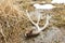 Whitetail Deer Shed Antler on Ground in Marsh