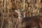 Whitetail deer sneaking through tall weeds.