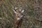 Whitetail deer sneaking through tall weeds.