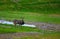 Whitetail deer standing in yard