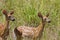 Whitetail Deer Twin Fawns  800520