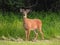 Whitetail Deer with Velvet antlers