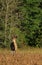 Whitetail Deer Velvet Buck Stands in a Bean Field