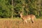 Whitetail Deer Velvet Buck Stands in a Bean Field