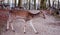 Whitetail deer walking across the road