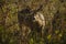 Whitetail Deer Walking Thru A Meadow In Autumn, Five Rivers Environmental Center, Delmar, New York