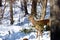 Whitetail Deer In Winter