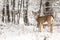 Whitetail Deer in Winter Snow