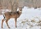 Whitetail Deer Yearling