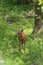 A whitetail doe approaching a waterhole, drinking and then fleeing on a hot summer day.