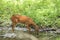 A whitetail doe approaching a waterhole, drinking and then fleeing on a hot summer day.