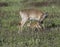 Whitetail doe checking on her fawn