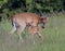 A whitetail doe and fawn.