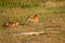 Whitetail Doe and Fawn in Summer in Colorado