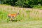 Whitetail Doe Running