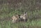 Whitetail doe sharing a moment in the morning.