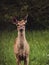 Whitetail Doe Standing Alert in a Field in Michigan