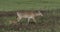 Whitetail doe walking across the meadow.