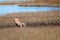 Whitetail doe walks through a Florida marsh