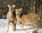 Whitetail Doe And Yearling