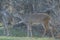 Whitetail Does Standing In Woodland Opening