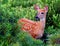 Whitetail Fawn