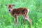 Whitetail fawn