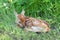 Whitetail fawn curled up in grass