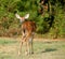 Whitetail fawn deer