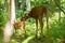 Whitetail fawn with mother in woods