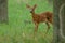 Whitetail Fawn stare