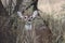 Whitetail fawn in the weeds