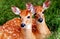 Whitetail Fawns